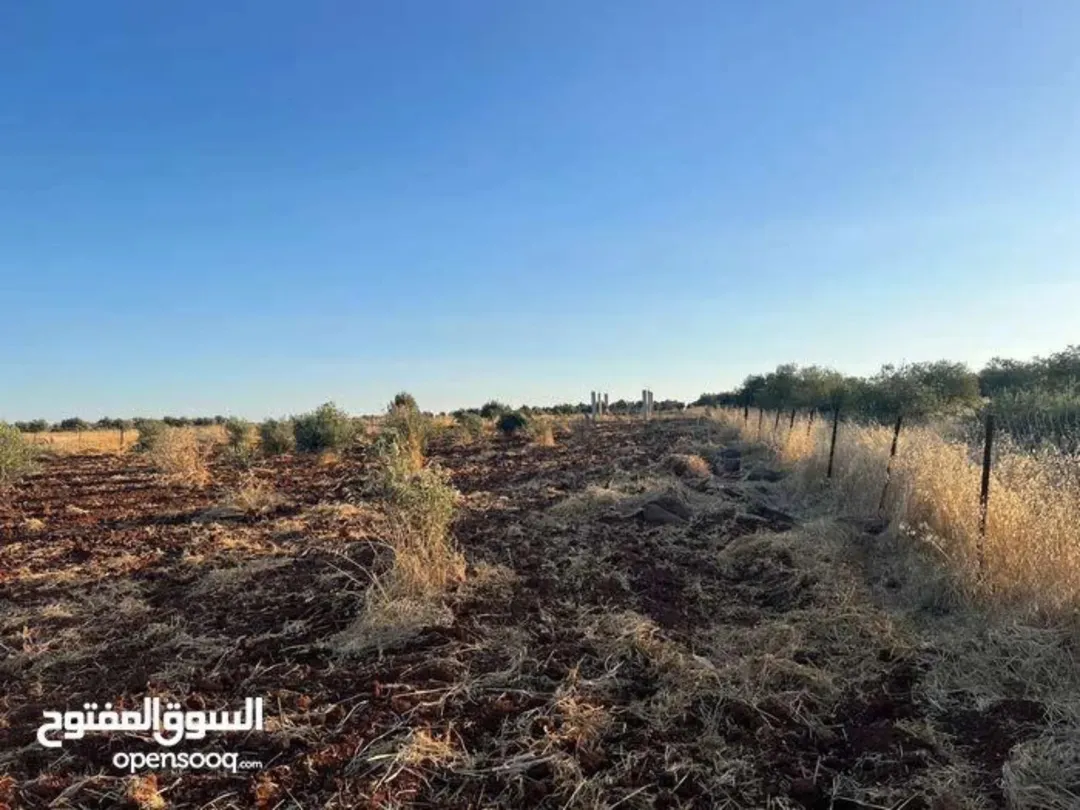 مزرعة زراعية مميزة للبيع في المغير – إربد