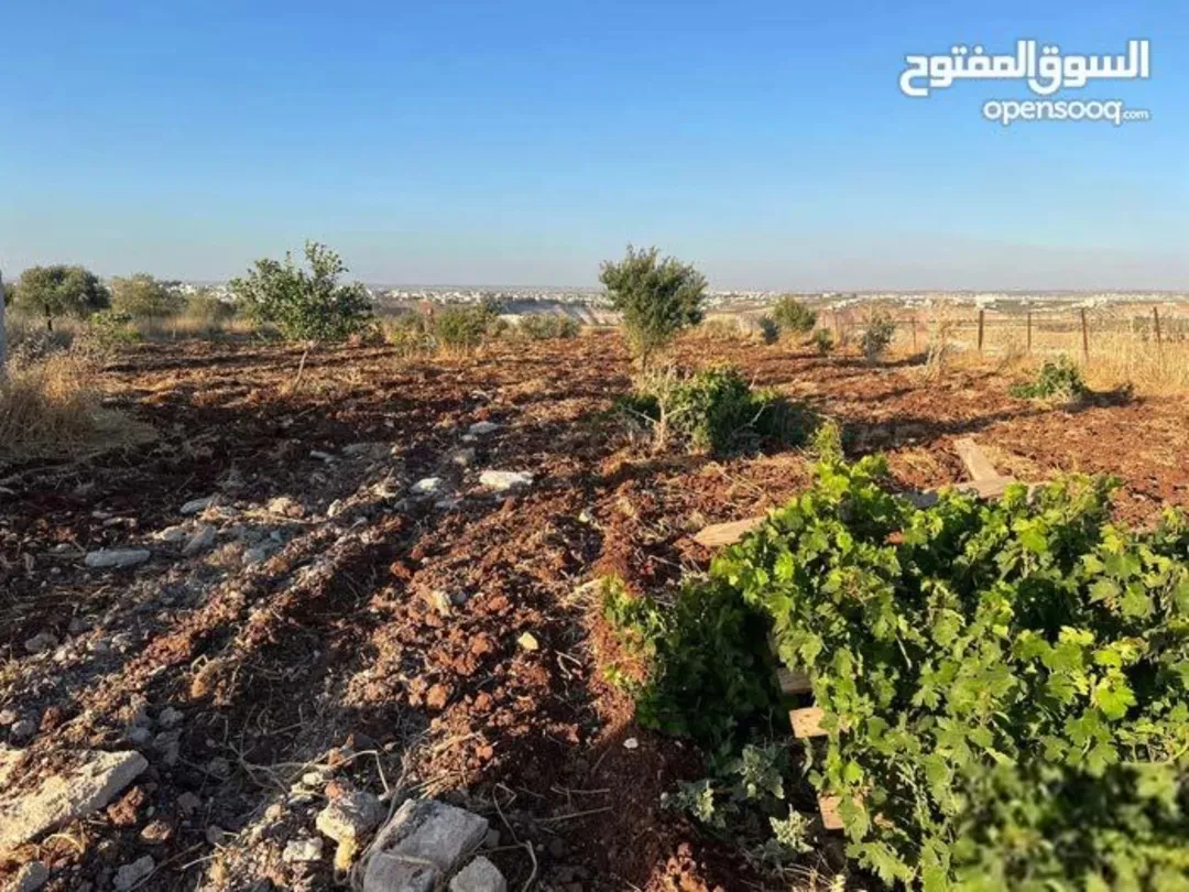 مزرعة زراعية مميزة للبيع في المغير – إربد
