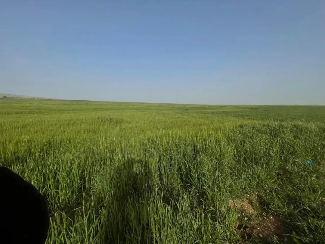 للبيع قطع ارض محافضة الكرك فقوع الحنو