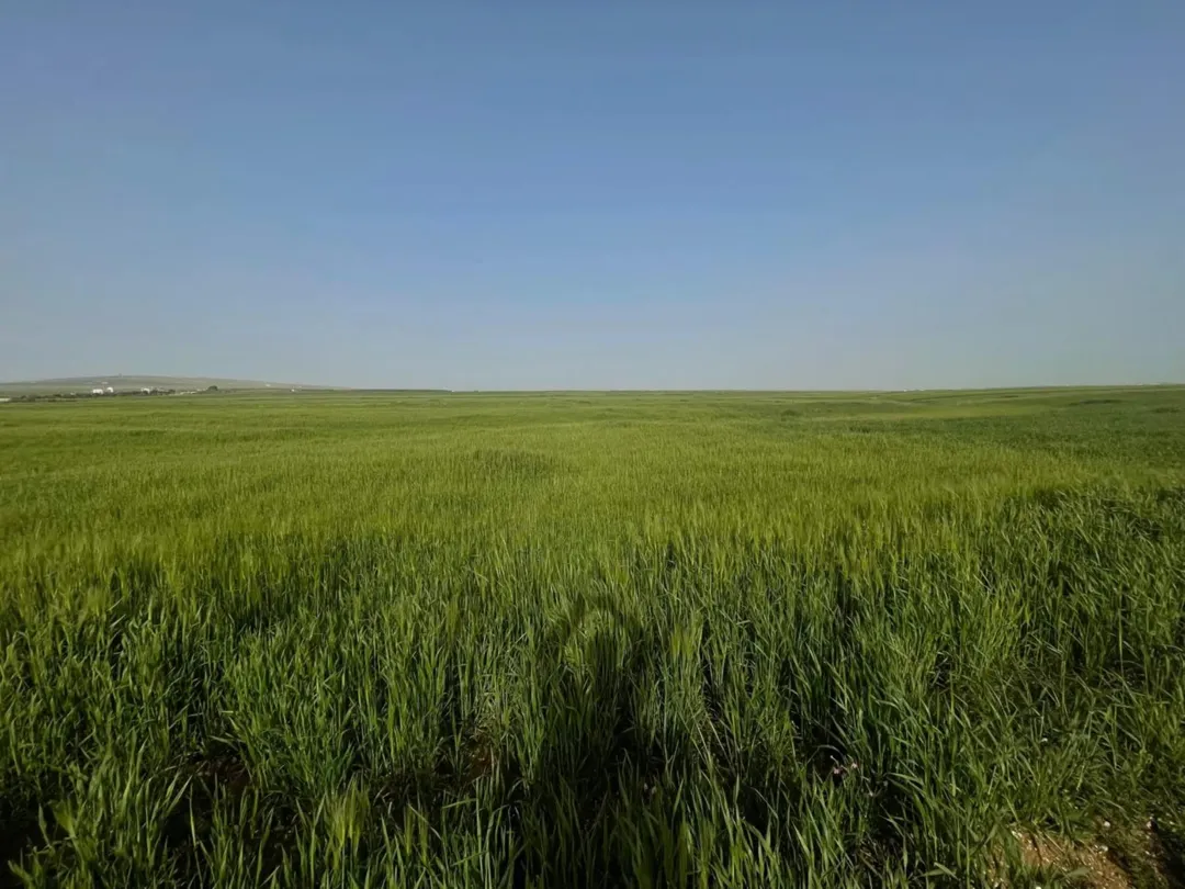 للبيع قطع ارض محافضة الكرك فقوع الحنو