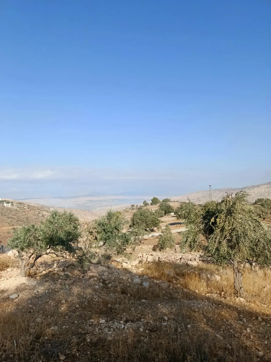 ارض زراعية مثمرة بالزيتون إطلالة خلابة على فلسطين تطل على شارعين رئيسيين