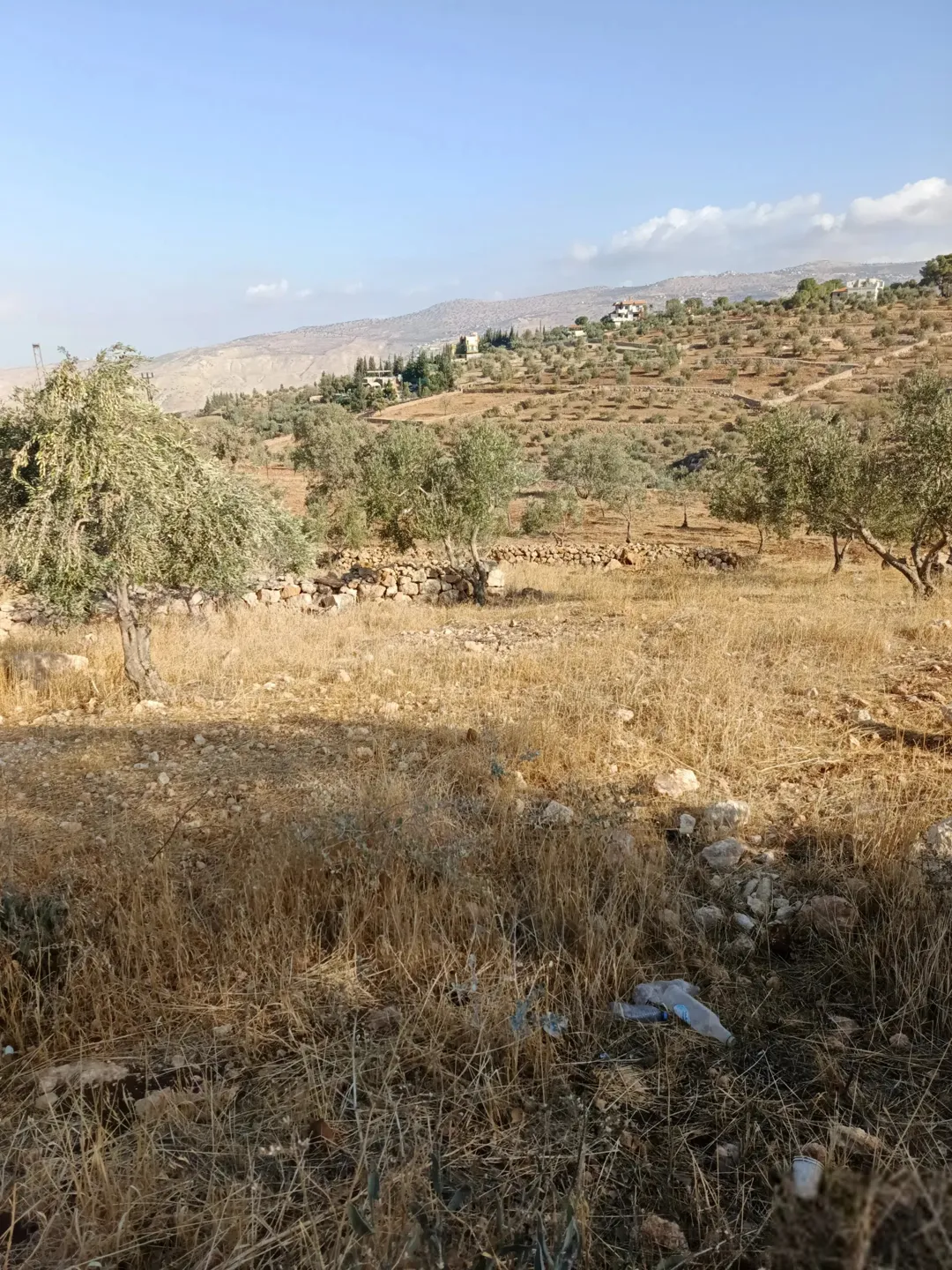 ارض زراعية مثمرة بالزيتون إطلالة خلابة على فلسطين تطل على شارعين رئيسيين