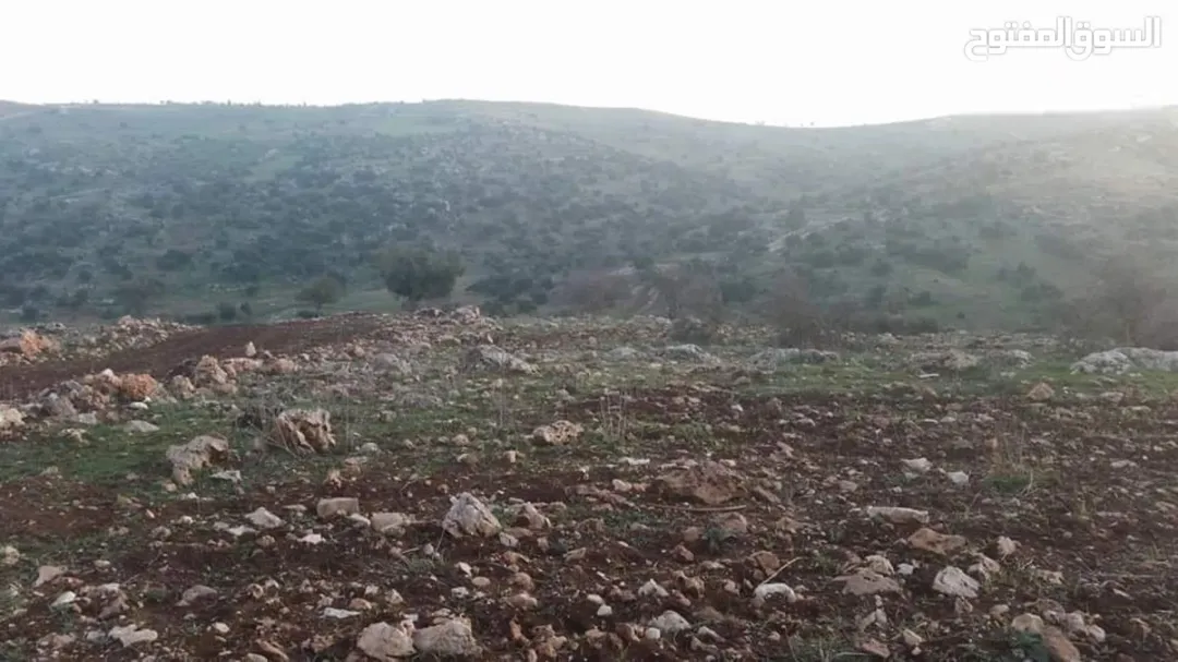أرض زراعية مميزة للبيع في عجلون – برقش خلف جامعة عجلون الوطنية