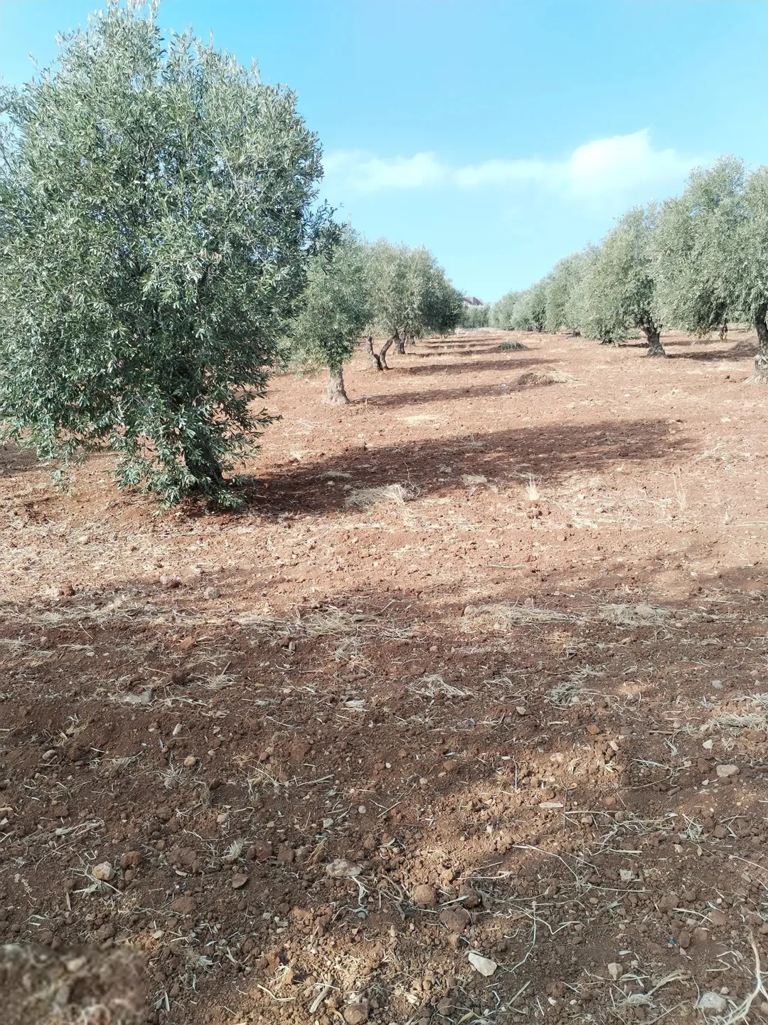 موقع مميز من أجمل قطع الرمان جميع الخدمات مشجرة