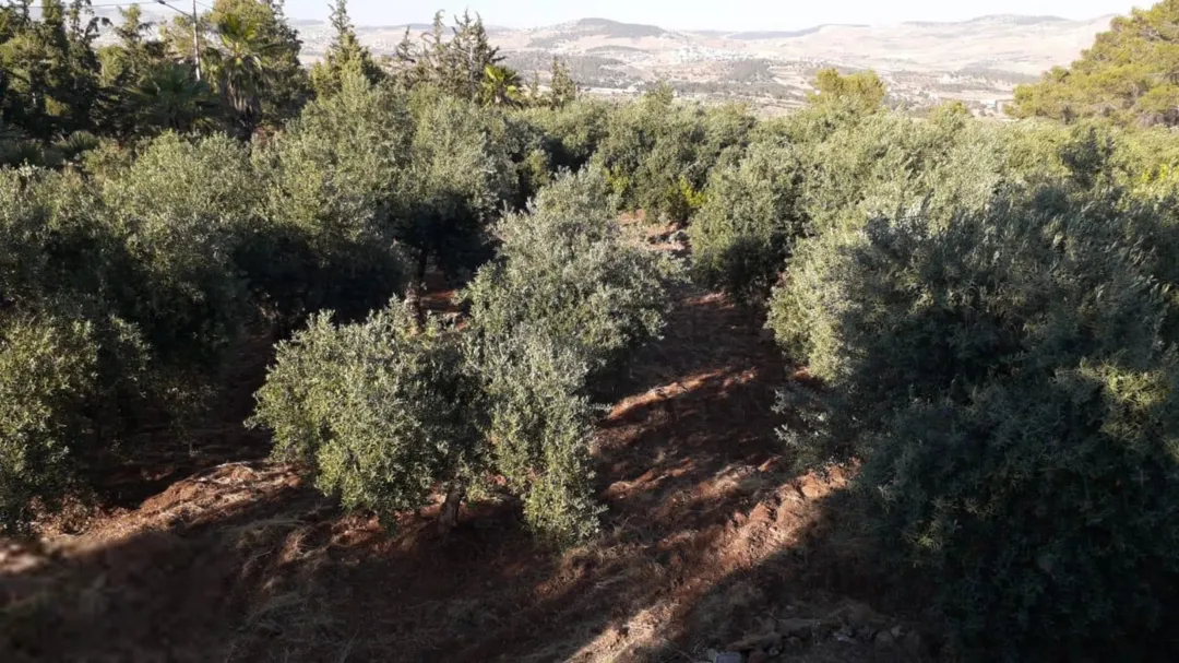 مزرعة مميزة مساحتها 11.5 دونم في جرش للبيع