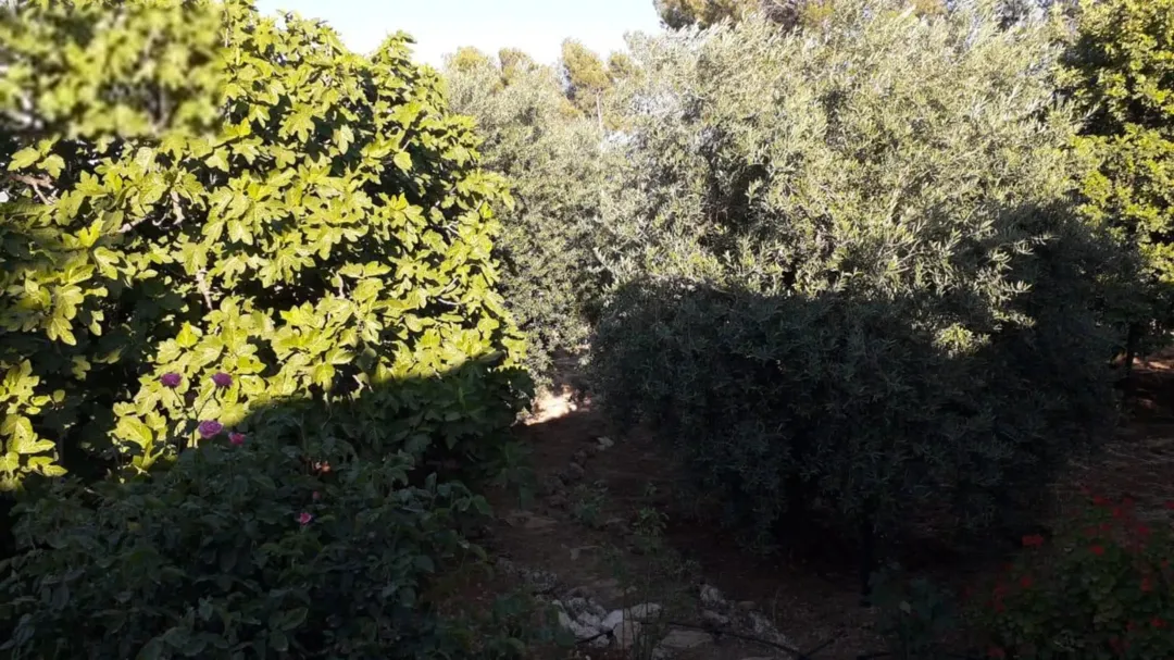 مزرعة مميزة مساحتها 11.5 دونم في جرش للبيع