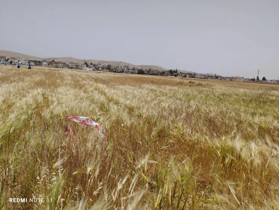 قطعة أرض مفروزة وبقوشان مستقبل تنظيم ب