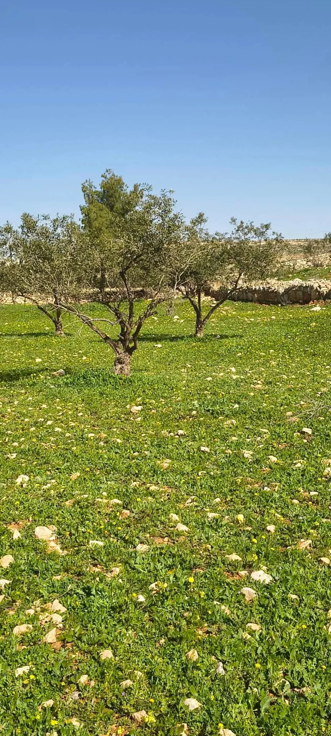 أرض زراعية مع بيت عظم للبيع
