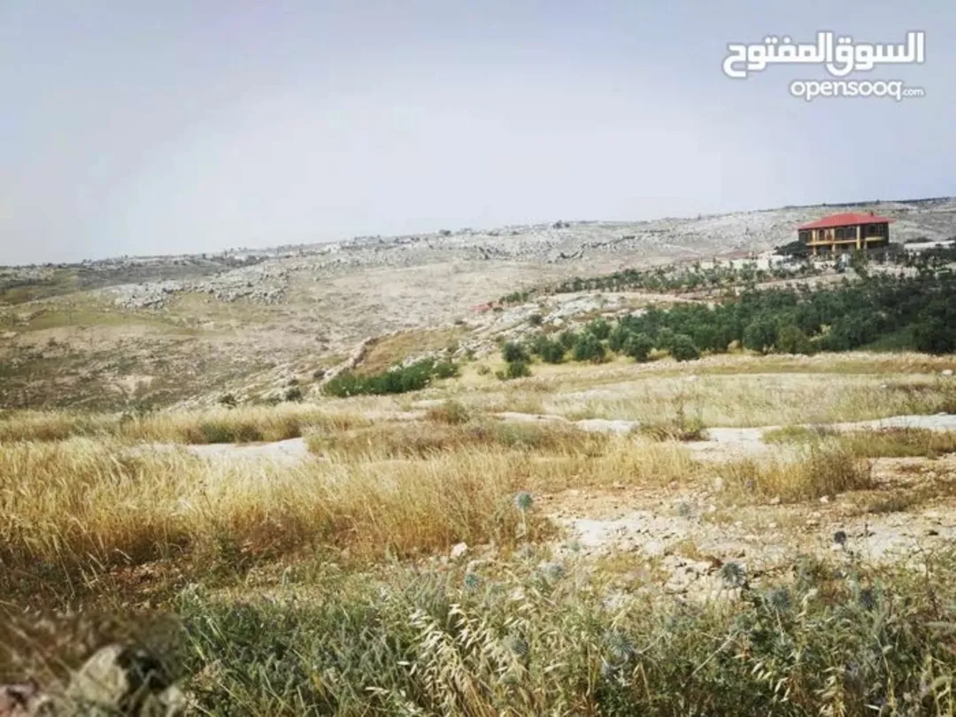 أرض زراعية للبيع في سما الروسان – إربد