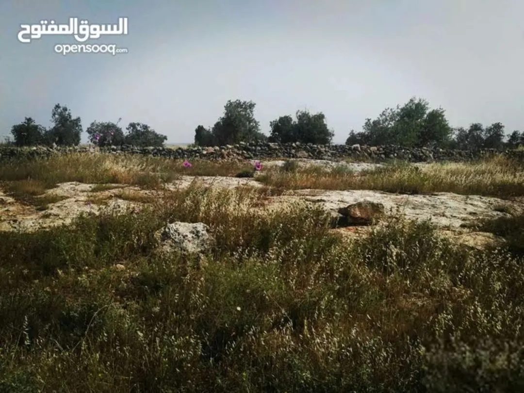 أرض زراعية للبيع في سما الروسان – إربد