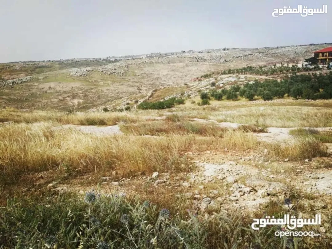 أرض زراعية للبيع في سما الروسان – إربد