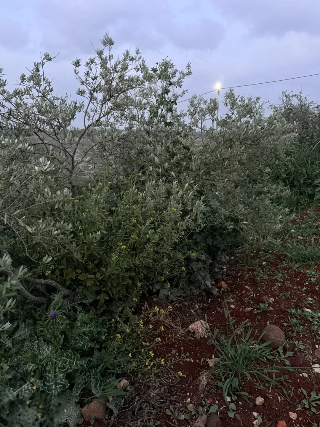 قطعة أرض للبيع في اربد بني كنانة