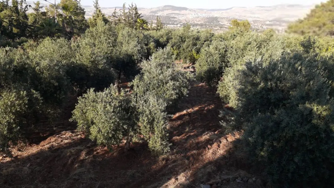 مزرعة للبيع في جرش المجدل 11 5 دونم