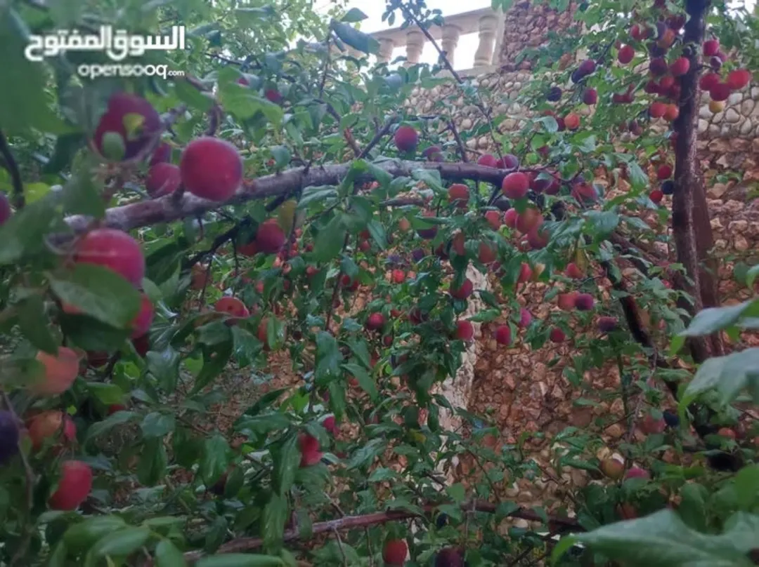 شقة للبيع في الجبيهة – حي الريان بمساحة واسعة وحديقة خاصة