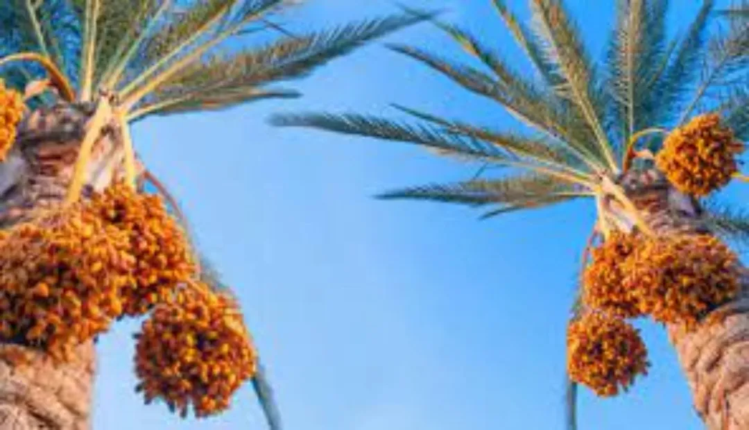 أرض زراعية مميزة للبيع في الغور – الكرامة على الشارع الرئيسي