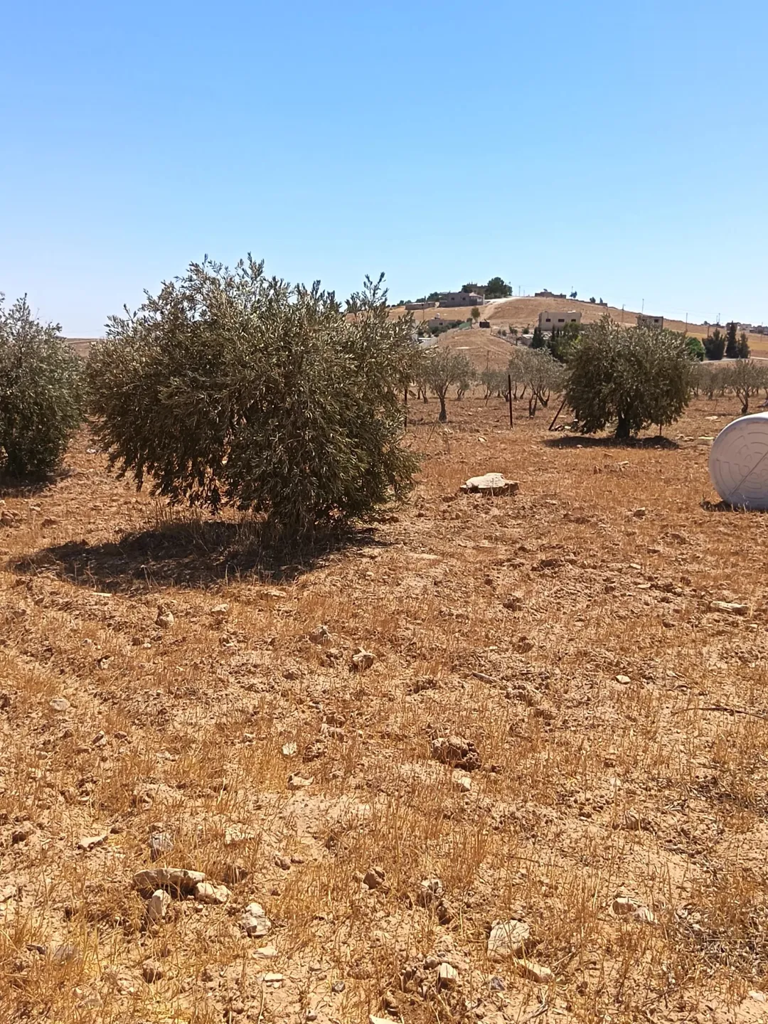 مزرعة زراعية مميزة للبيع في المفرق – الزنية