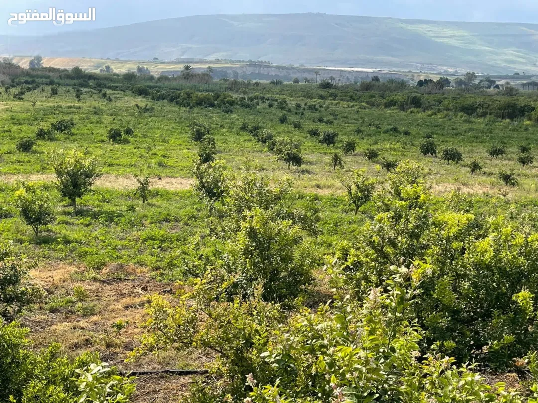 بياره للبيع وقابل للتفاوض للجادين