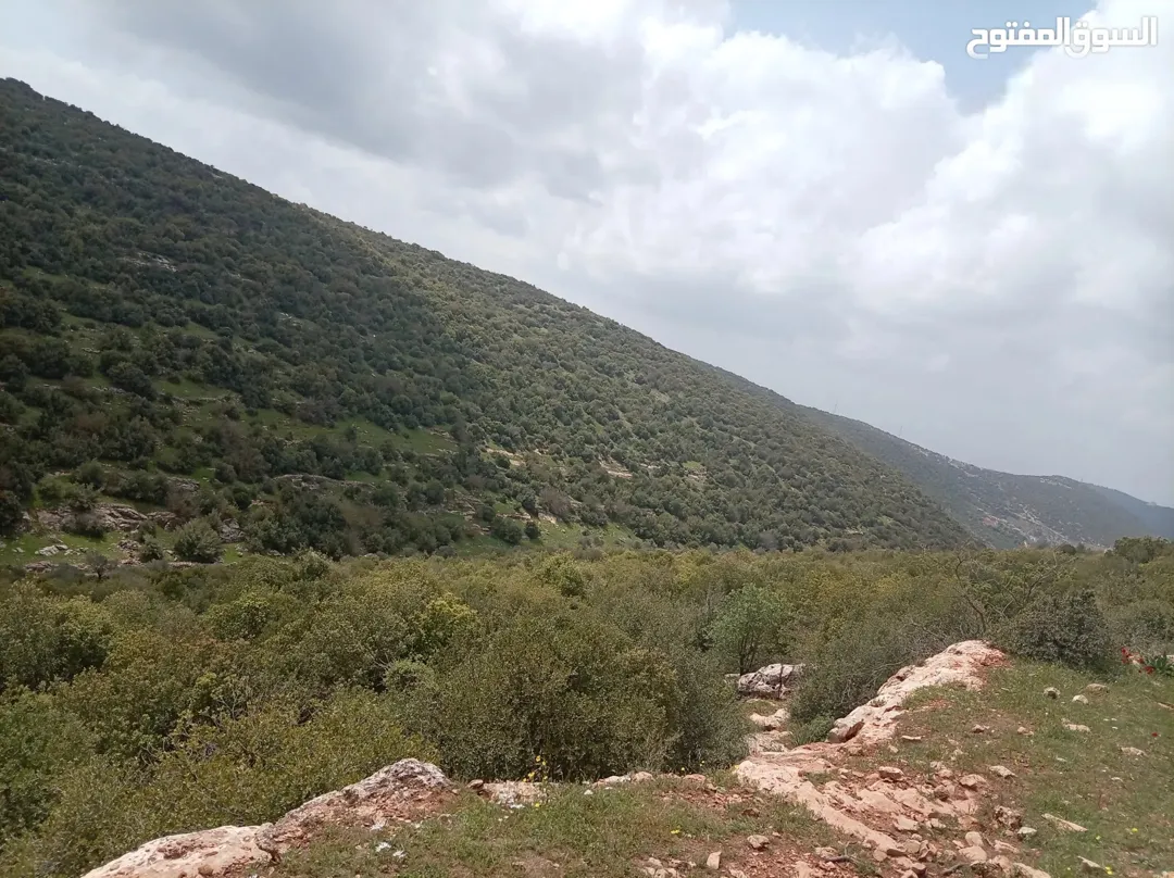 ارض حرجيه للبيع في اجمل مناطق عجلون السياحيه (السوس) مساحة 21 دنم
