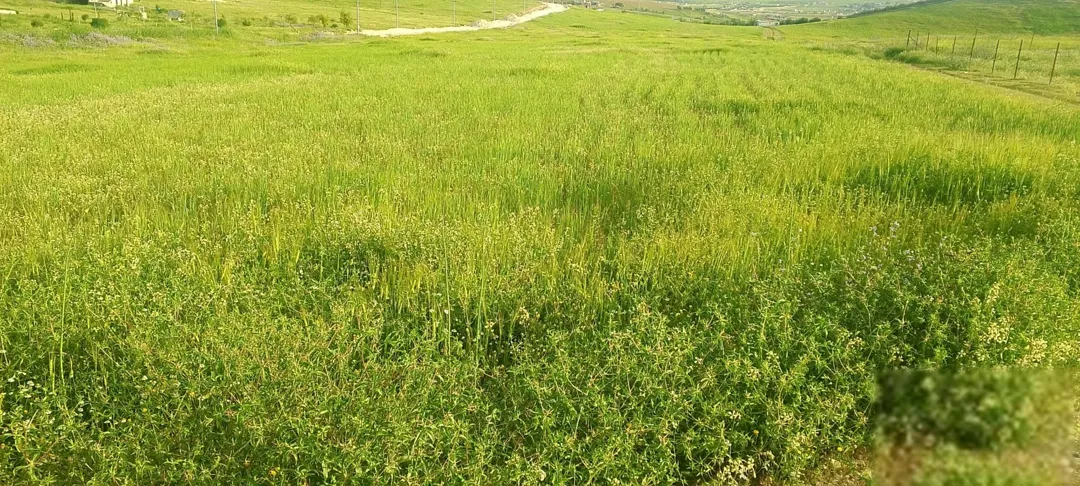 أرض زراعية مميزة للبيع في المفرق – بلعما