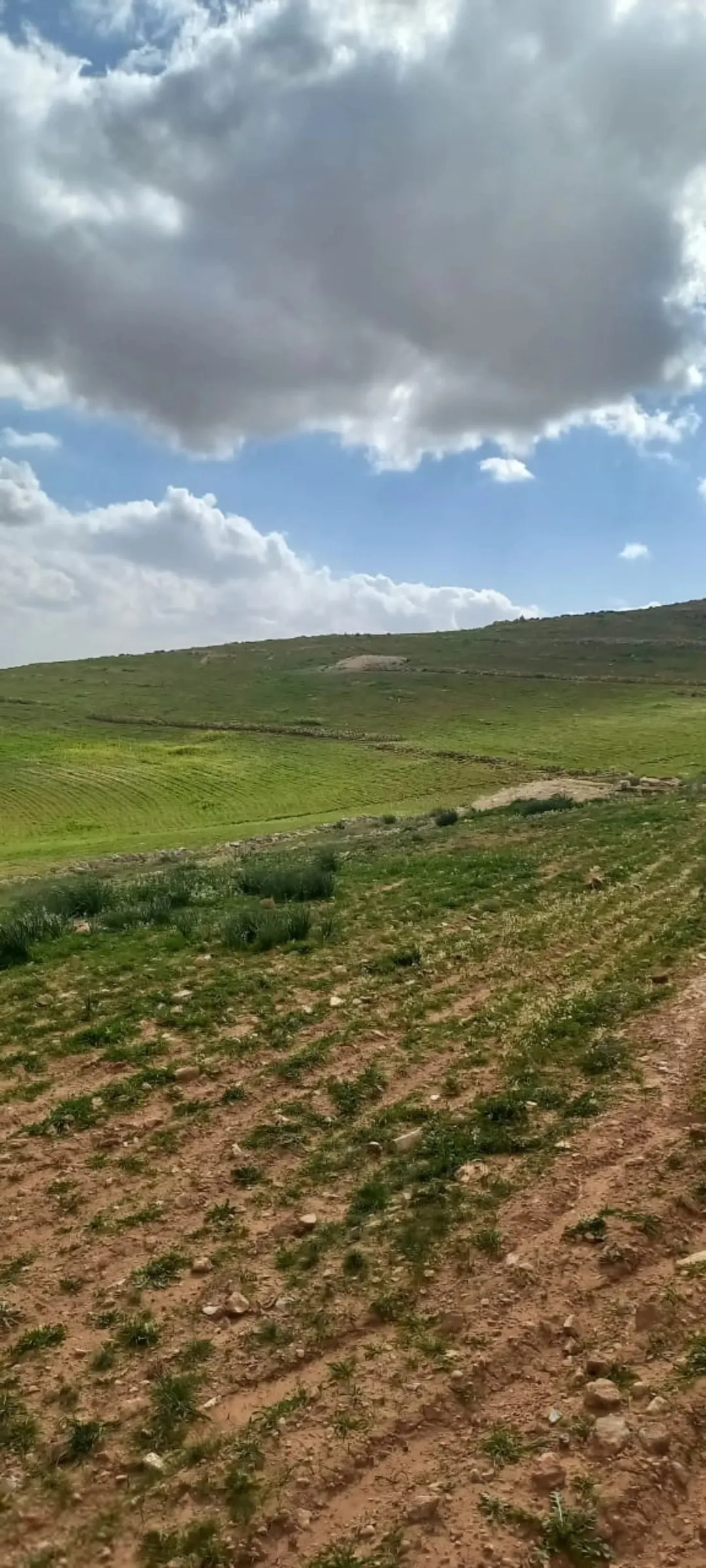 أرض زراعية مميزة للبيع في المفرق – رحاب بمساحة 70 دونم