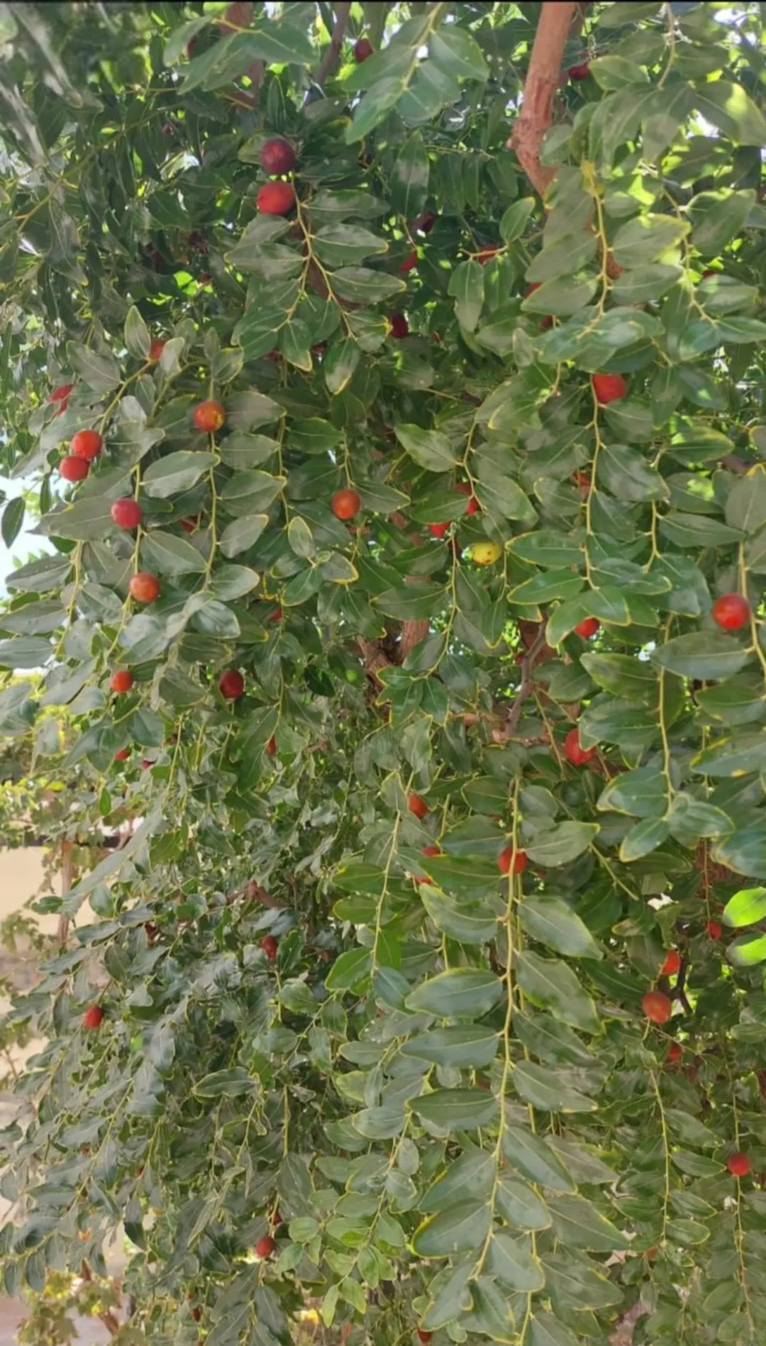 بيت مستقل للبيع في الزرقاء الجديدة بمساحة أرض واسعة