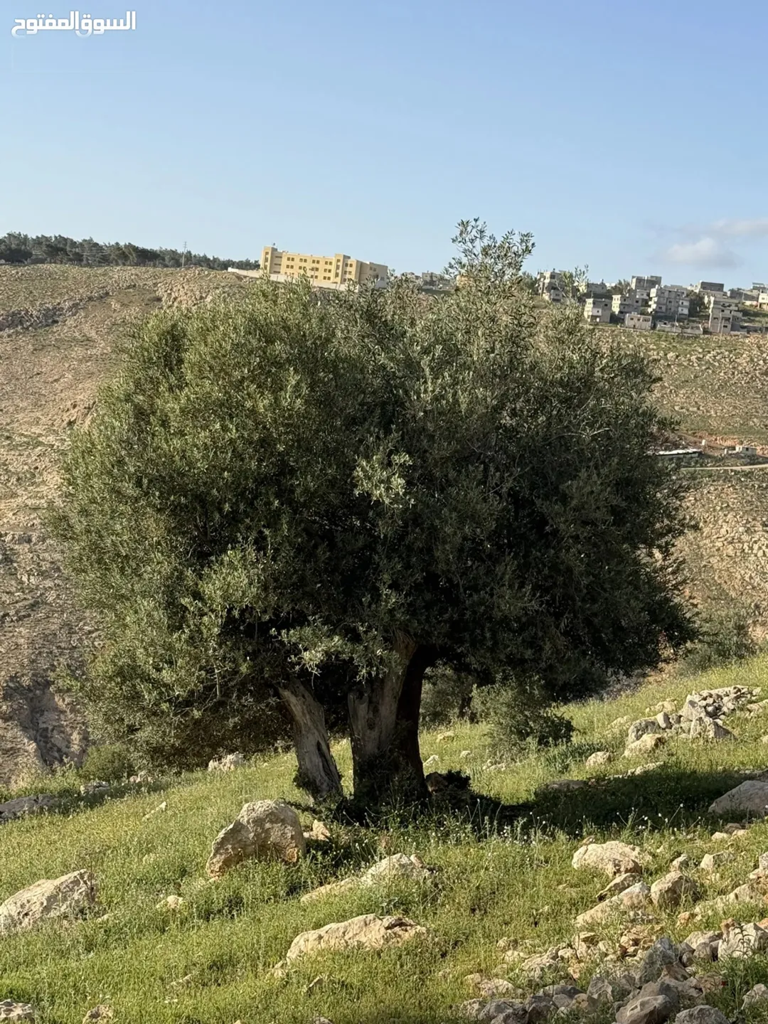 ارض للبيع في عجلون العمايم مساحة 12 دونم