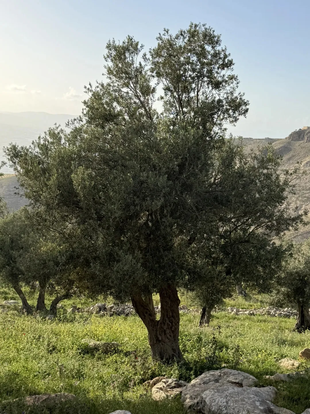 ارض للبيع في عجلون العمايم مساحة 12 دونم