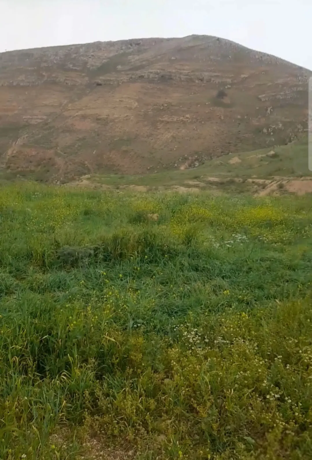 ارض في محافظة السلط /يرقا / زراعي