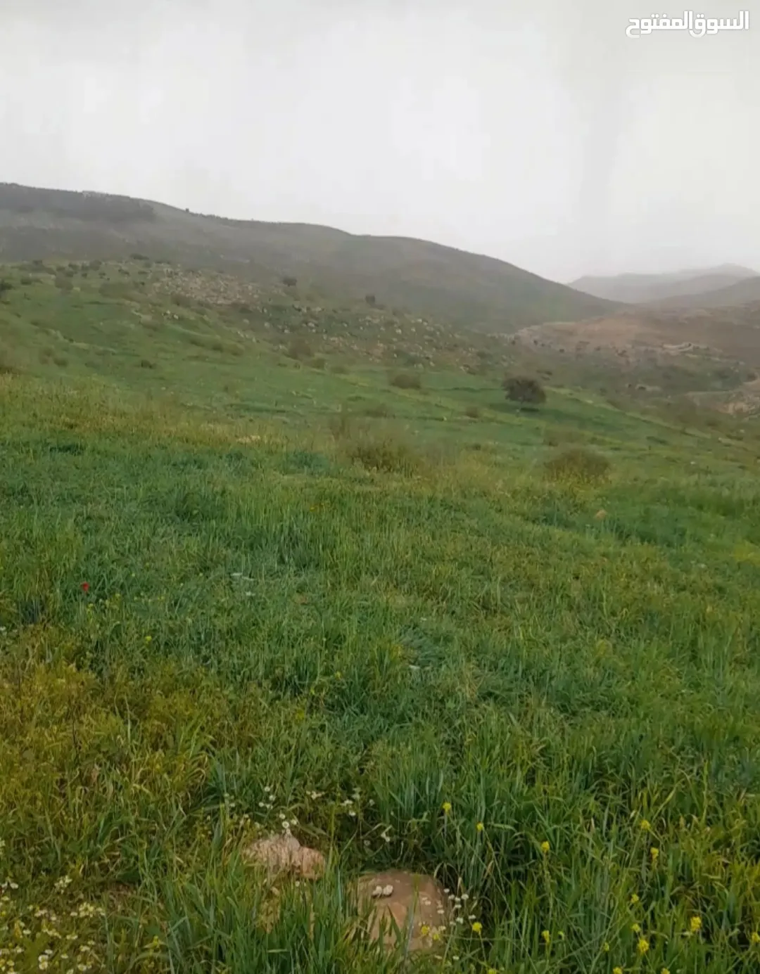 ارض في محافظة السلط /يرقا / زراعي