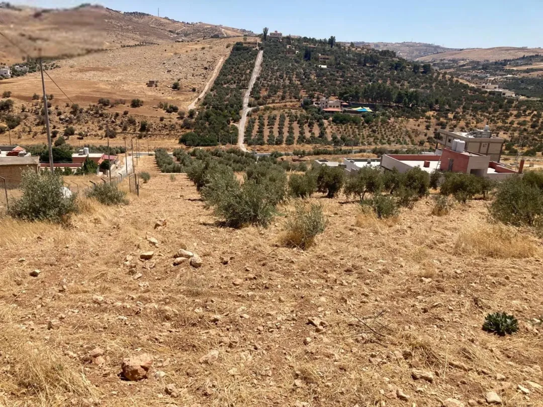 أرض للبيع في بيرين بإطلالة خلابة ومساحات مزروعة بالزيتون، مثالية للاستثمار
