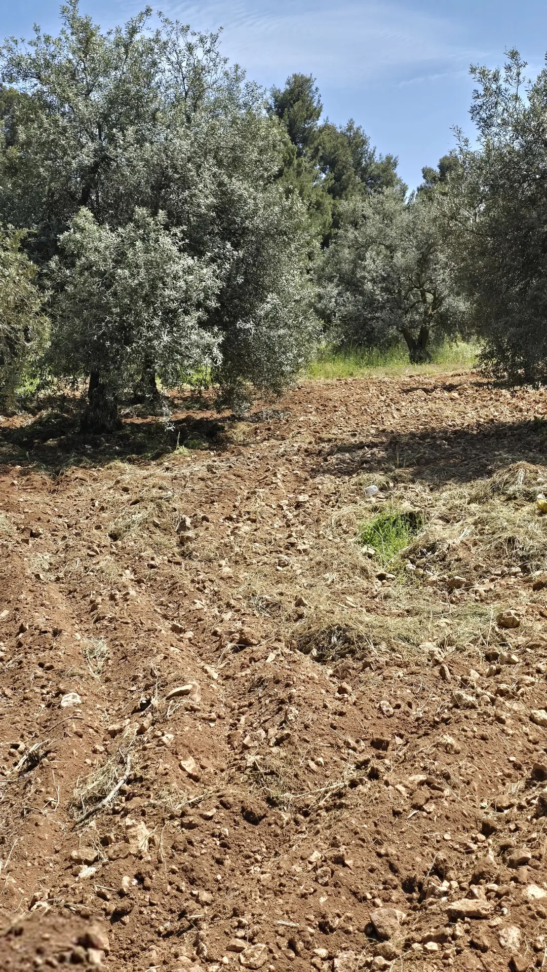 مزرعة زيتون جرش ثغرة عصفور منتجة في موقع متميز بسعر مميز