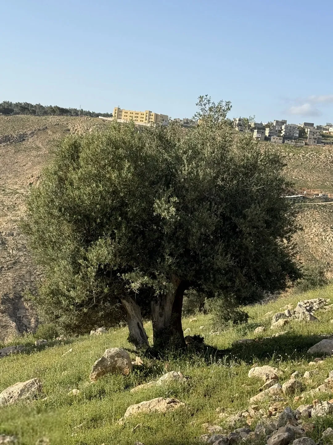 أرض زراعية للبيع في عجلون – 12 دونم