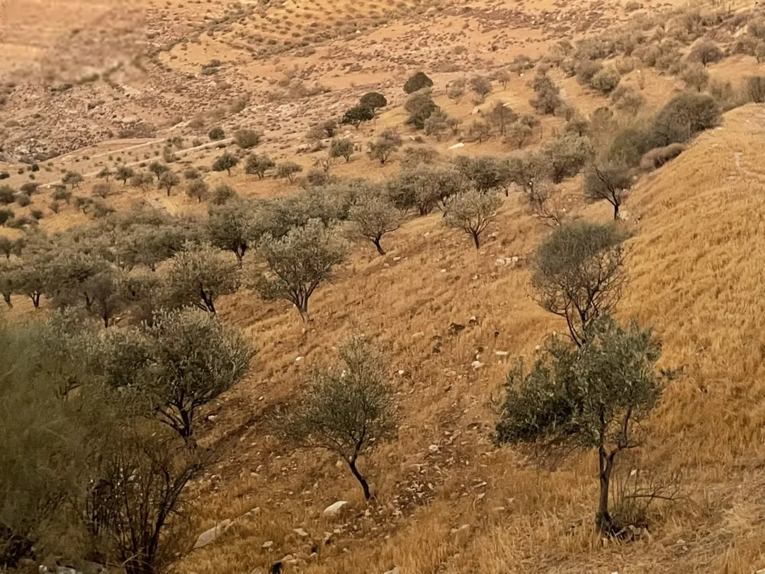 قطعة أرض زراعية مميزة في العويلية