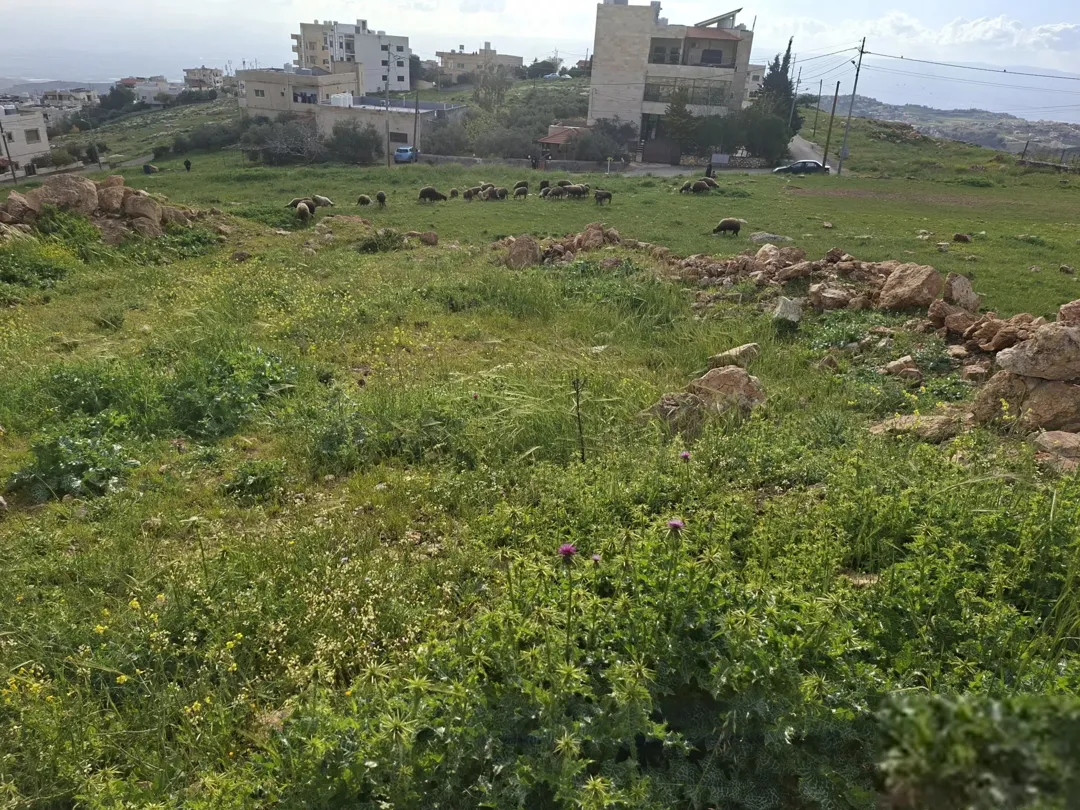 السلط اخر بطنا دونم قوشان مستقل