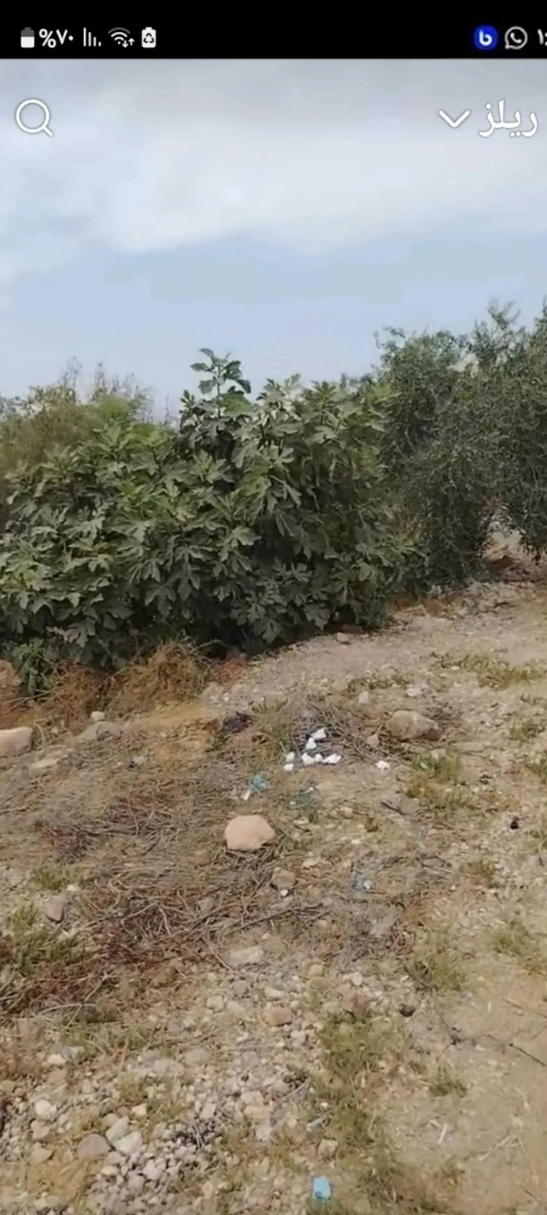 أرض زراعية للبيع منطقة حوفا الوسطيه — صورة 2