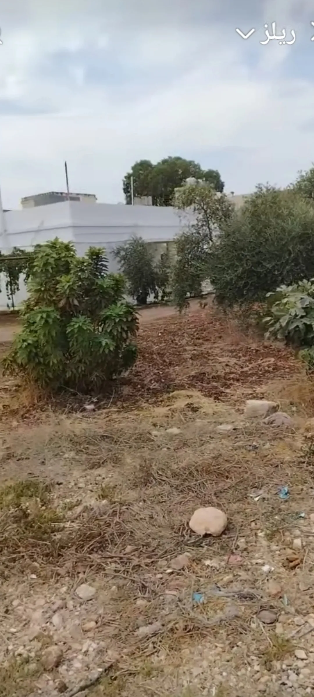 أرض زراعية للبيع منطقة حوفا الوسطيه — صورة 4