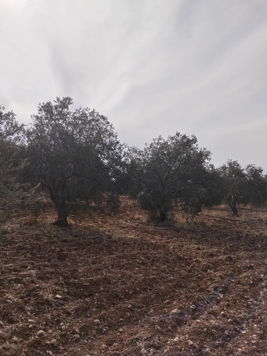 أرض زراعية مميزة للبيع في جرش – قفقفا 13 دونم