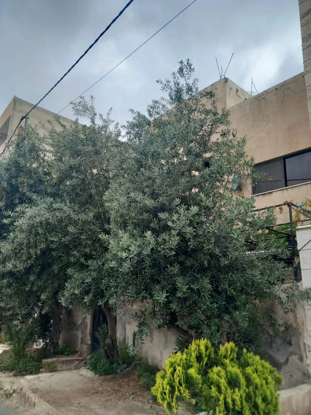 عمارة للبيع مؤجرة ب الكامل