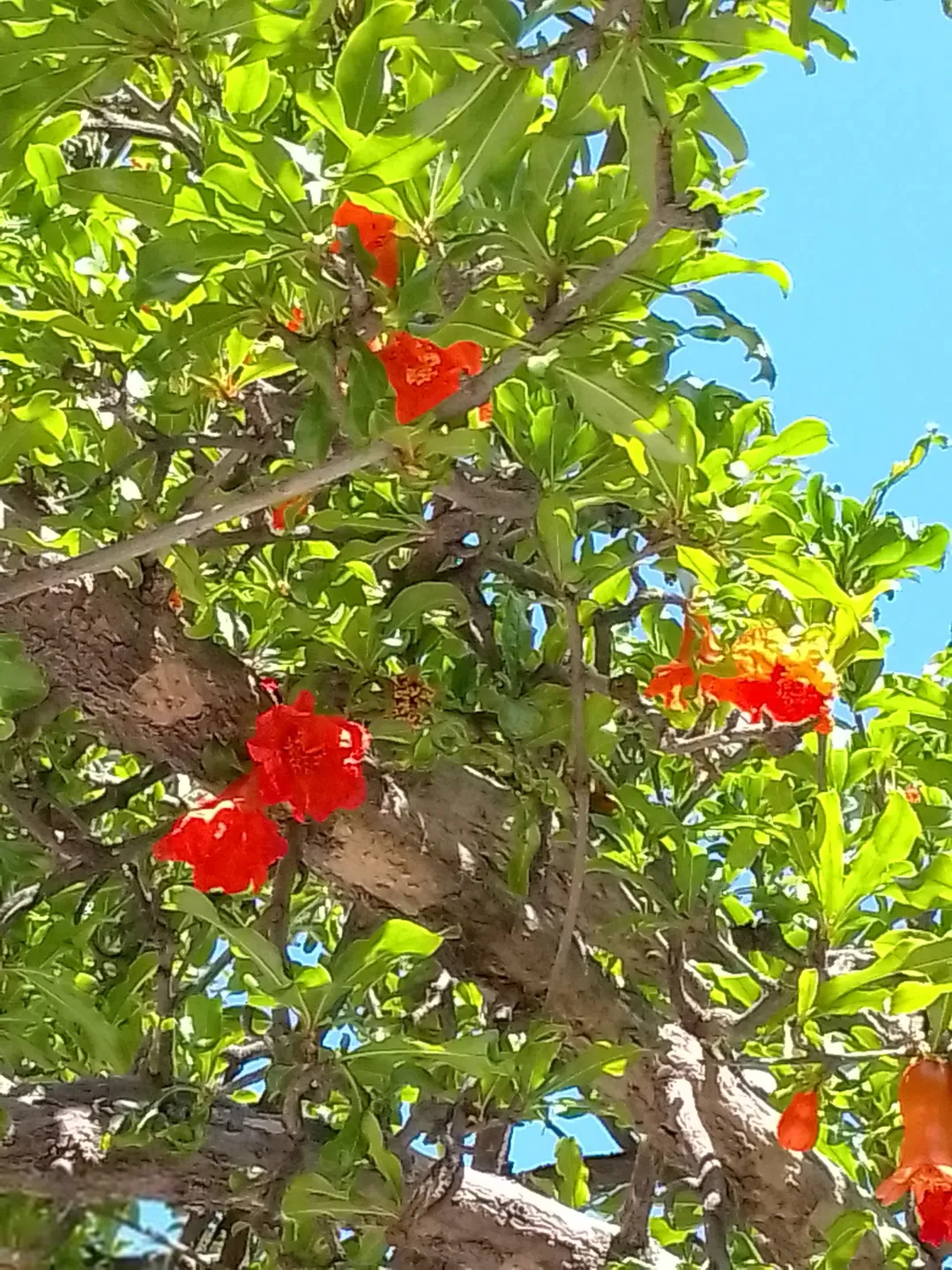 منزل سكني فسيح مع حدائق مثمرة للبيع