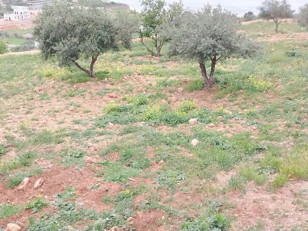 أرض ملوكية في السلط – المغاريب بإطلالة غربية ساحرة