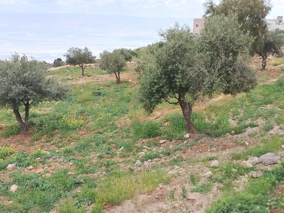 أرض ملوكية في السلط – المغاريب بإطلالة غربية ساحرة