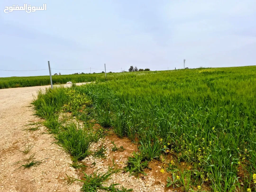 أراضي سكنية للبيع في الموقر – منطقة النقيرة والفيصلية
