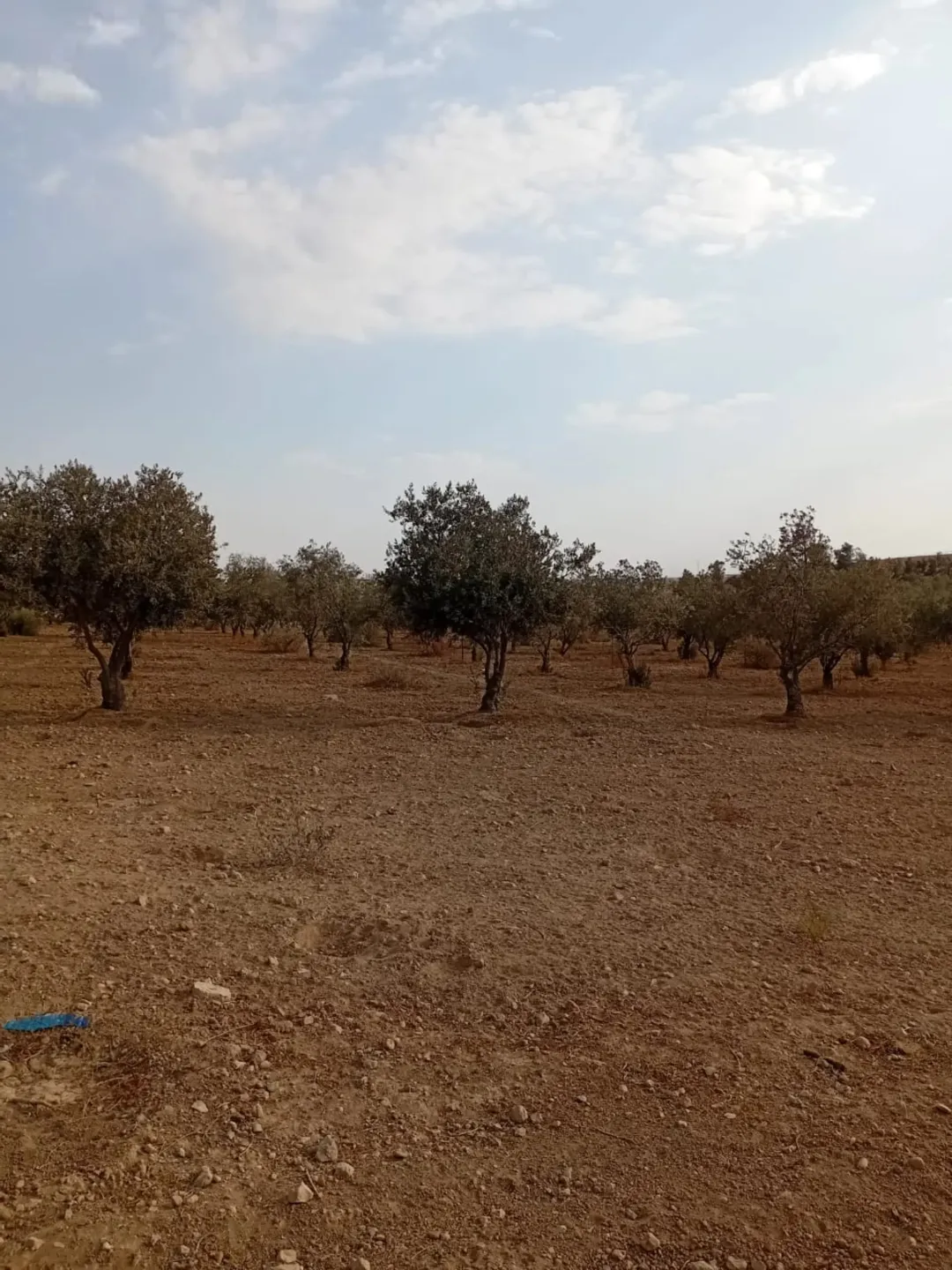 أرض زراعية للبيع في حوارة جنوب عمان