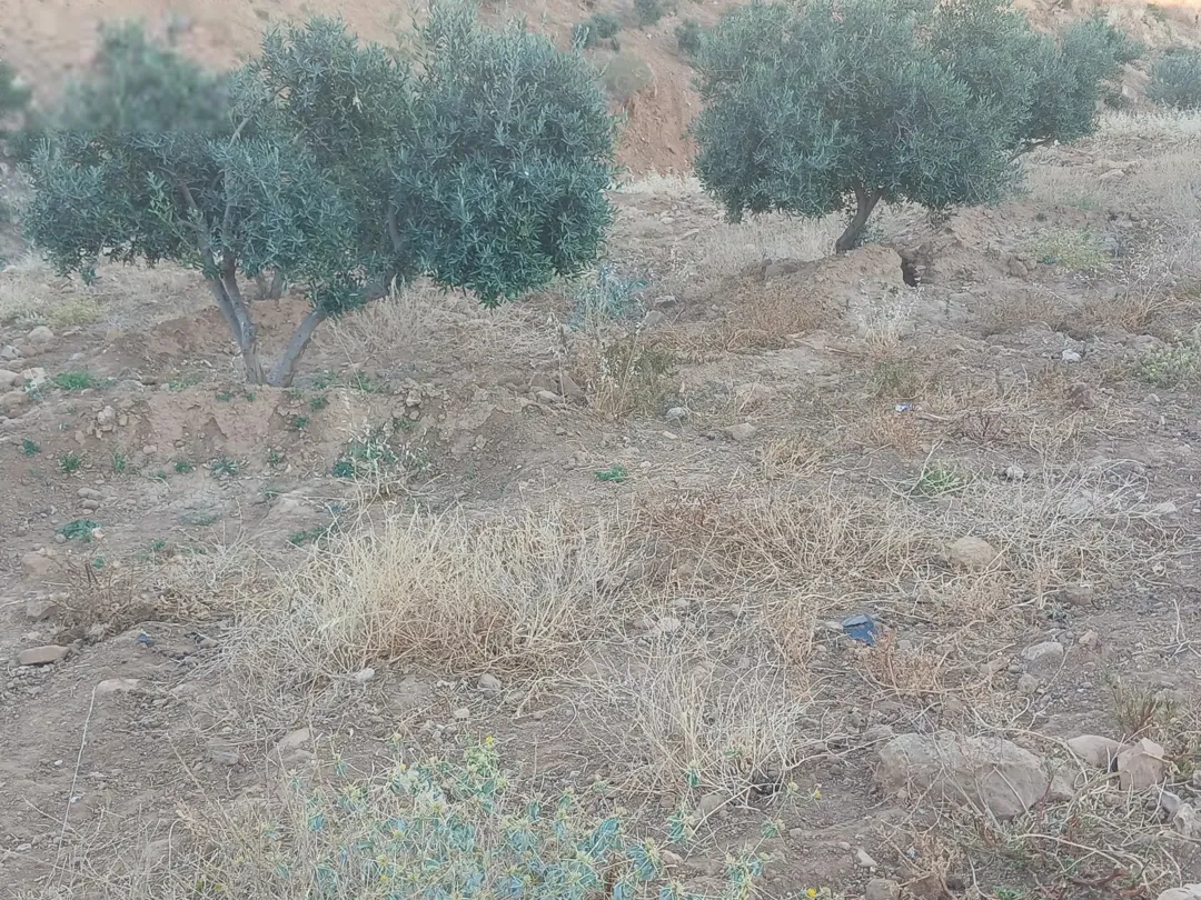 أرض زراعية وسكنية مميزة للبيع في جرش – برما