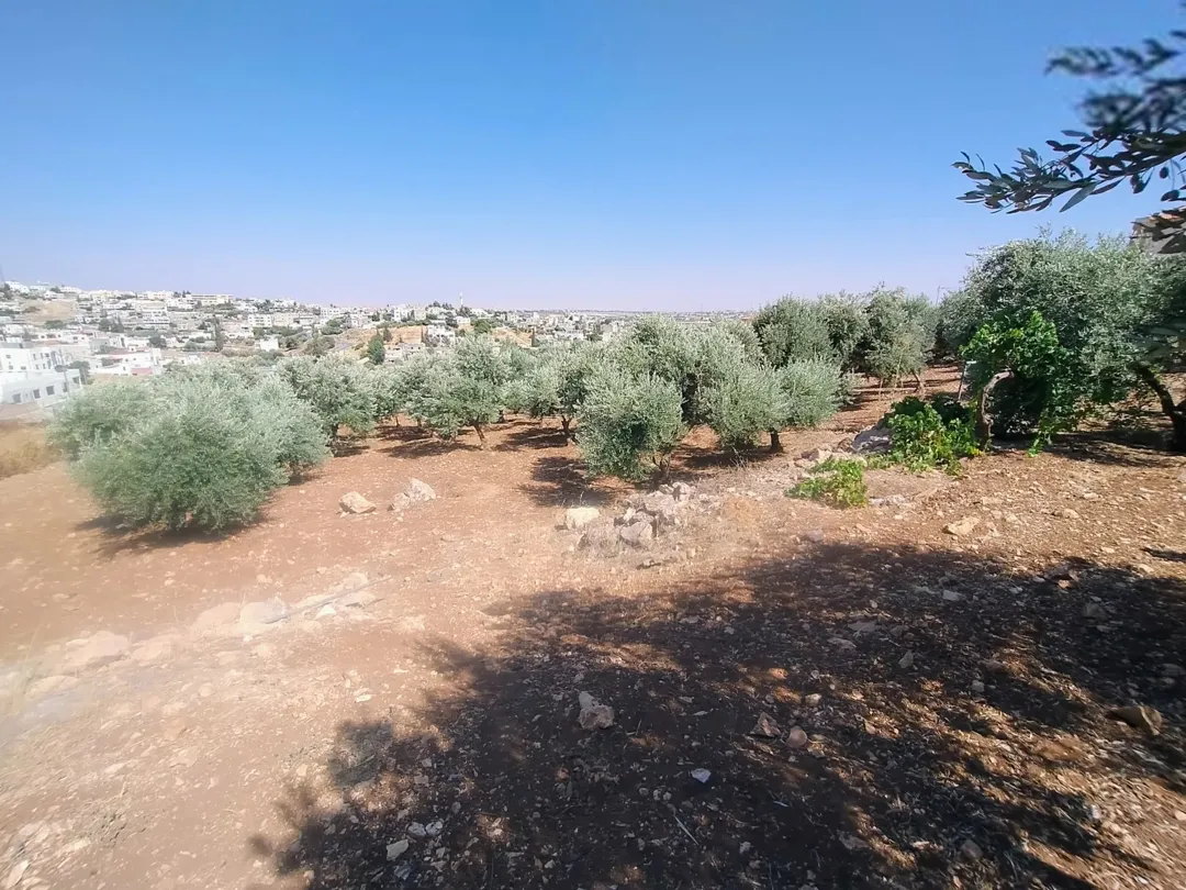 ارض مزرعة سكنية في ام البساتين