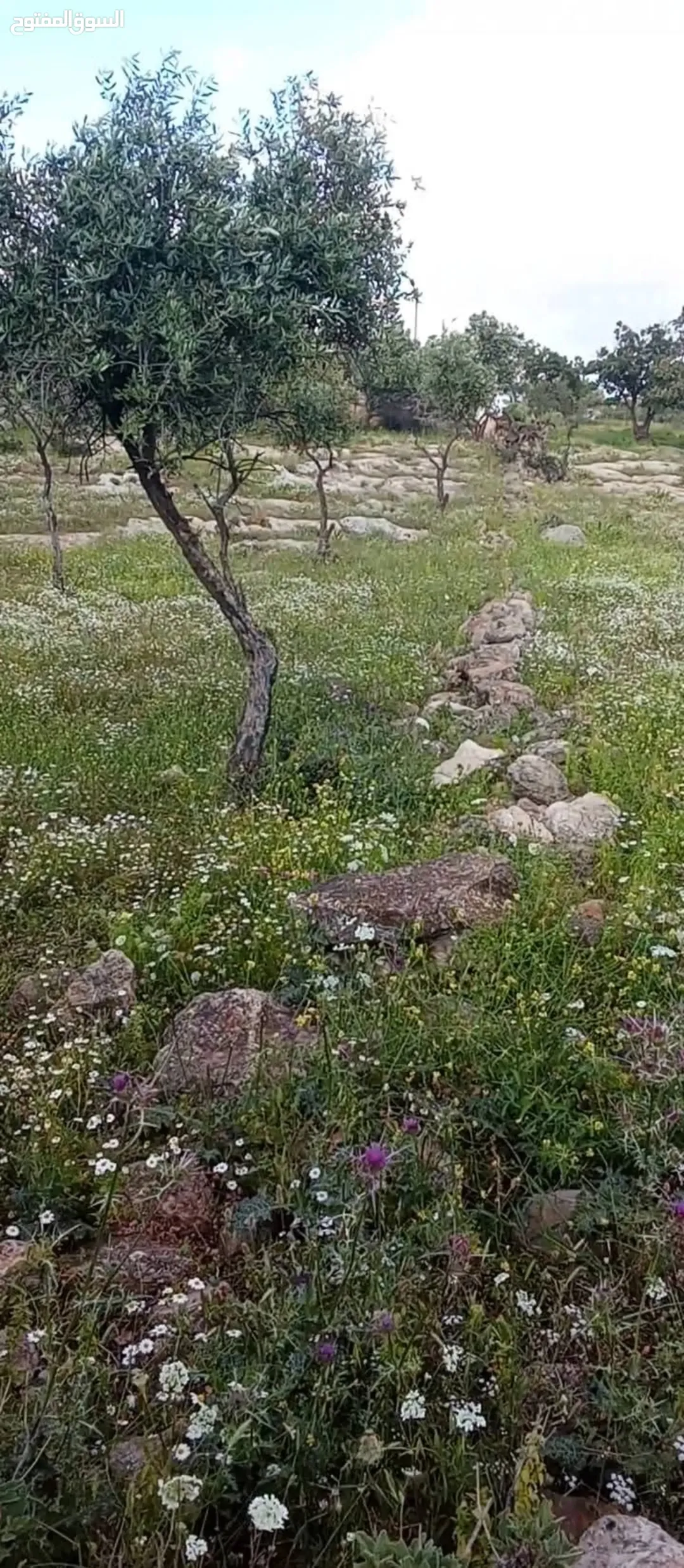 أرض للبيع في منطقة الخراج – إربد