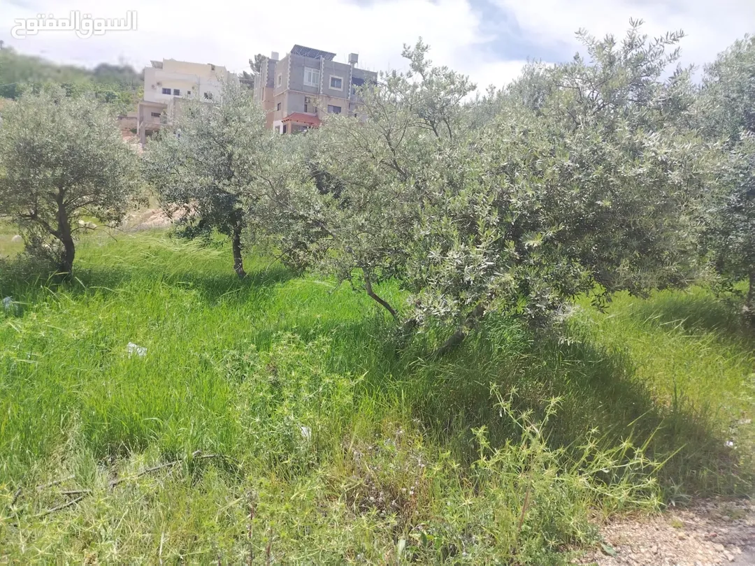 أرض مميزة بمساحة دنم وربع في بطنا سهل بالسلط