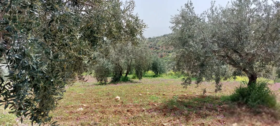 أرض زراعية للبيع في جرش – عنيبة حوض الحميدي
