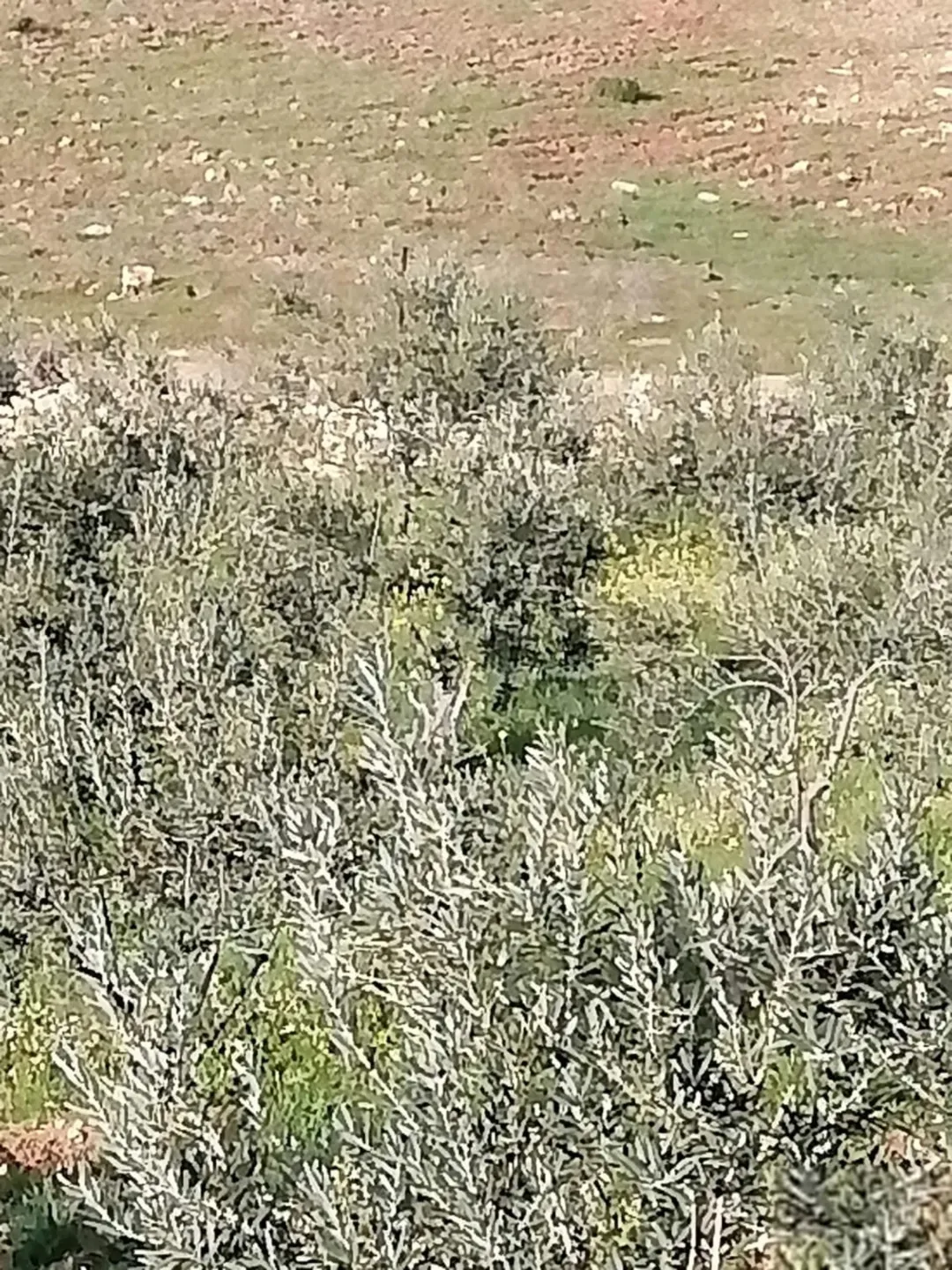 قطعة أرض خصبة للزيتون وغيرها للبيع