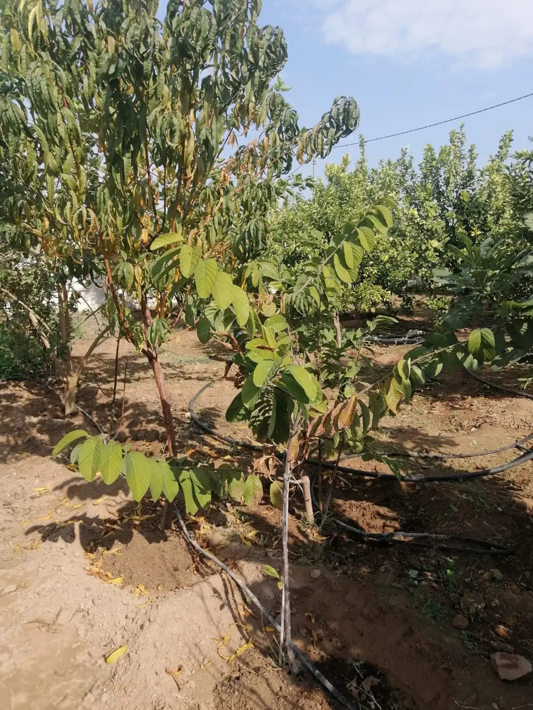 بيت مزرعة (ترخيص سكن) مزروعة شجر مثمر مع بير في منطقة الاغوار الوسطى ظهرة الرمل